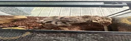 Tarantulas invertebrates for sale: Tarantulas various species  - Advert 2