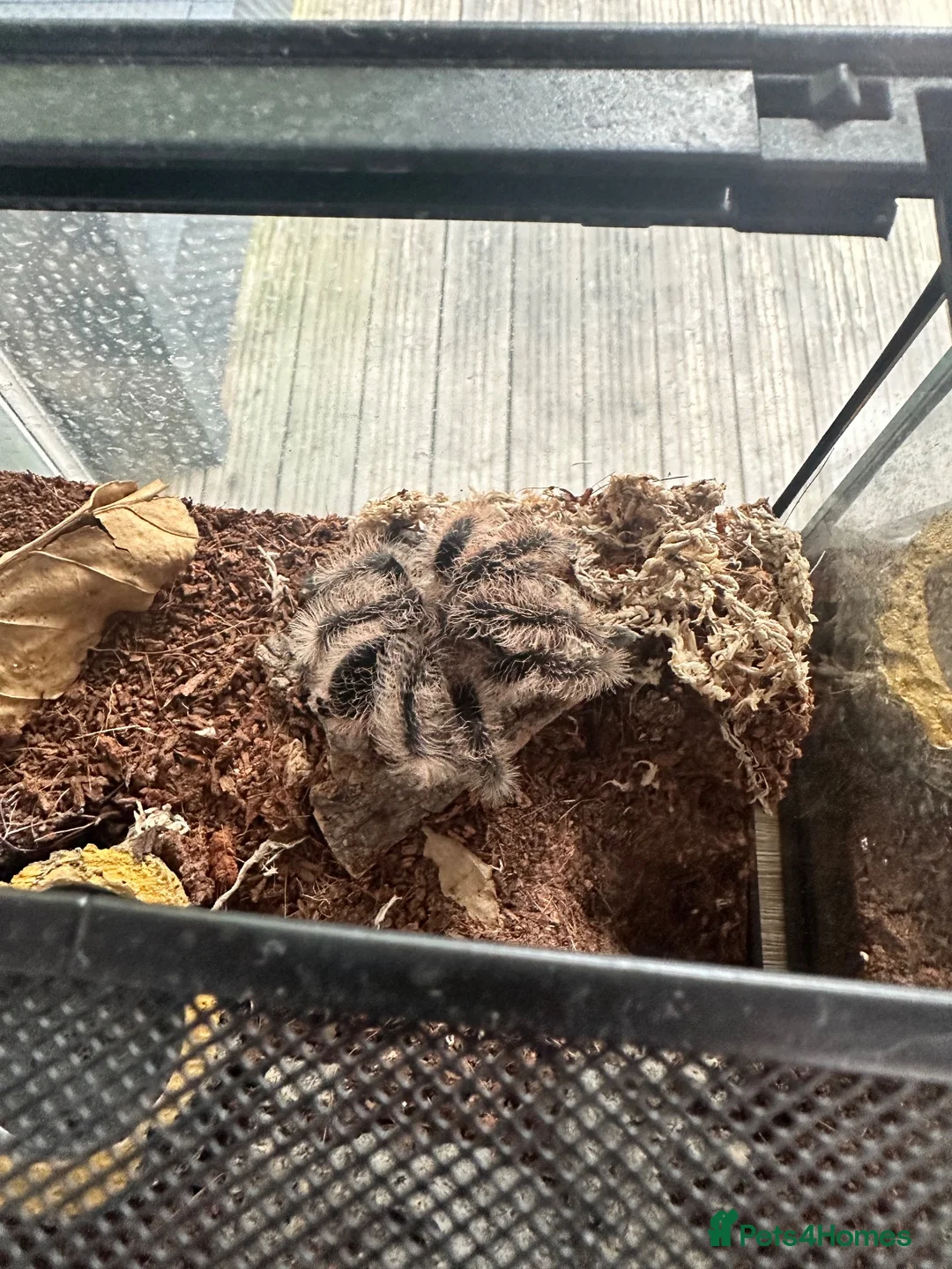 Tarantulas invertebrates for sale: Tarantulas various species  - Advert 2