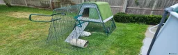 Mini Lop rabbits for sale: female mini lop rabbit  - Advert 2