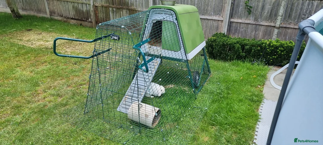 Mini Lop rabbits for sale: female mini lop rabbit  - Advert 2