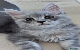 Maine Coon cats for sale: Sweet Maine Coon Kittens  - Image 1