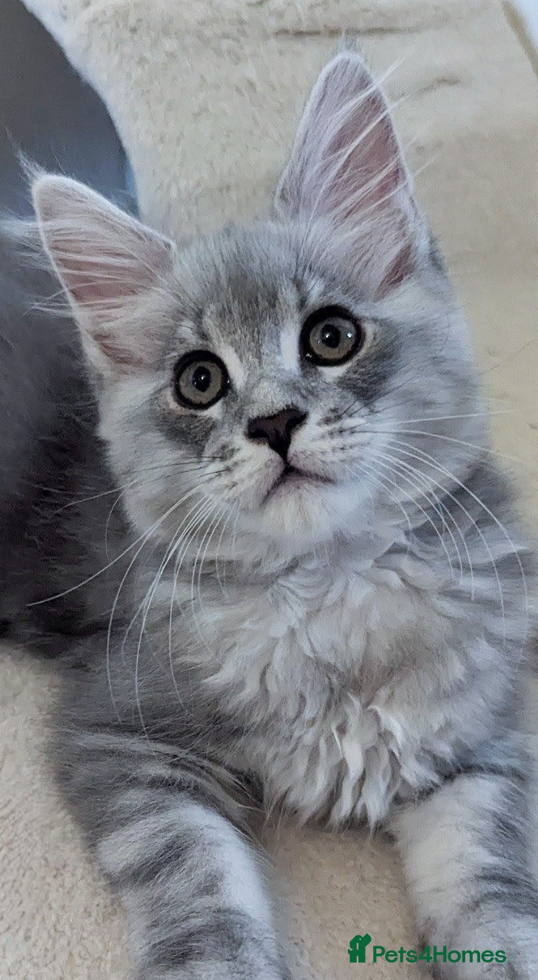 Maine Coon cats for sale: Sweet Maine Coon Kittens  - Image 1