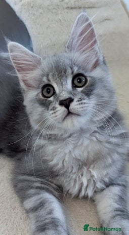 Maine Coon cats - Advert 16