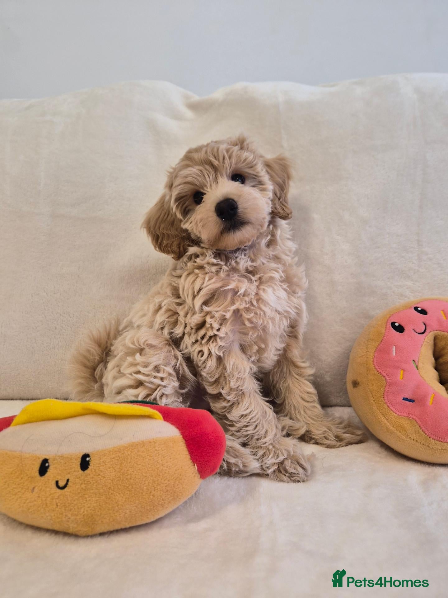 Maltipoo dogs for sale: Gorgeous tiny MALTIPOO 10 weeks just 2 boys left! - Advert 3