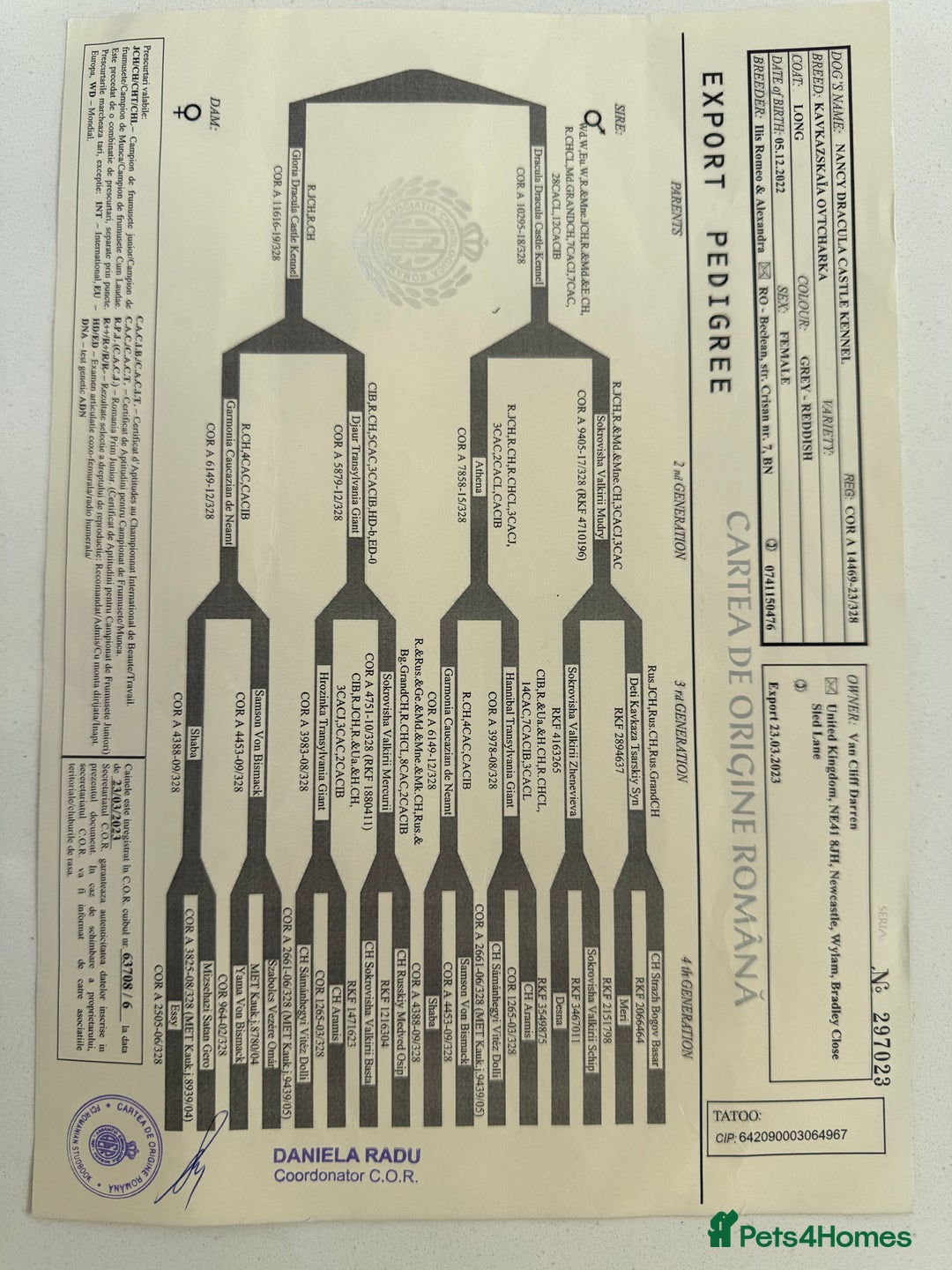 Caucasian Shepherd Dog dogs for sale: Caucasion Shepherd Puppies - Advert 14