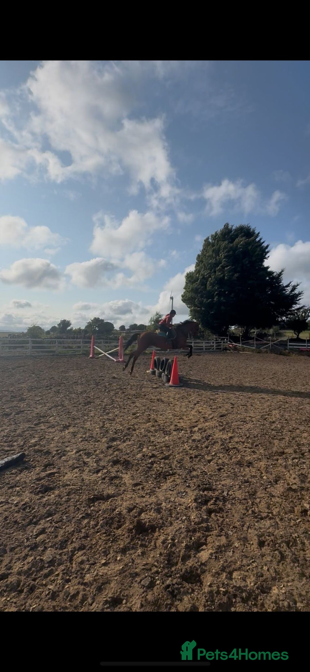 Irish Thoroughbred horses for sale: 9 yr old allrounder, 16.1, Irish mare in Bargoed - Image 7