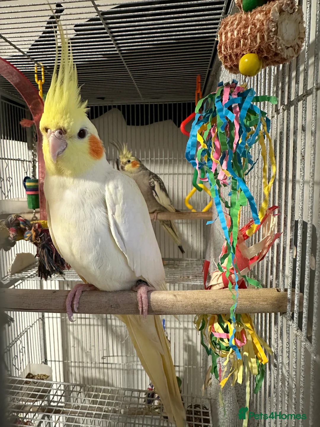 Cockatiels birds for sale: Cockatiel pair for sale with cage and accessories  in Ashton-under-Lyne - Advert 5