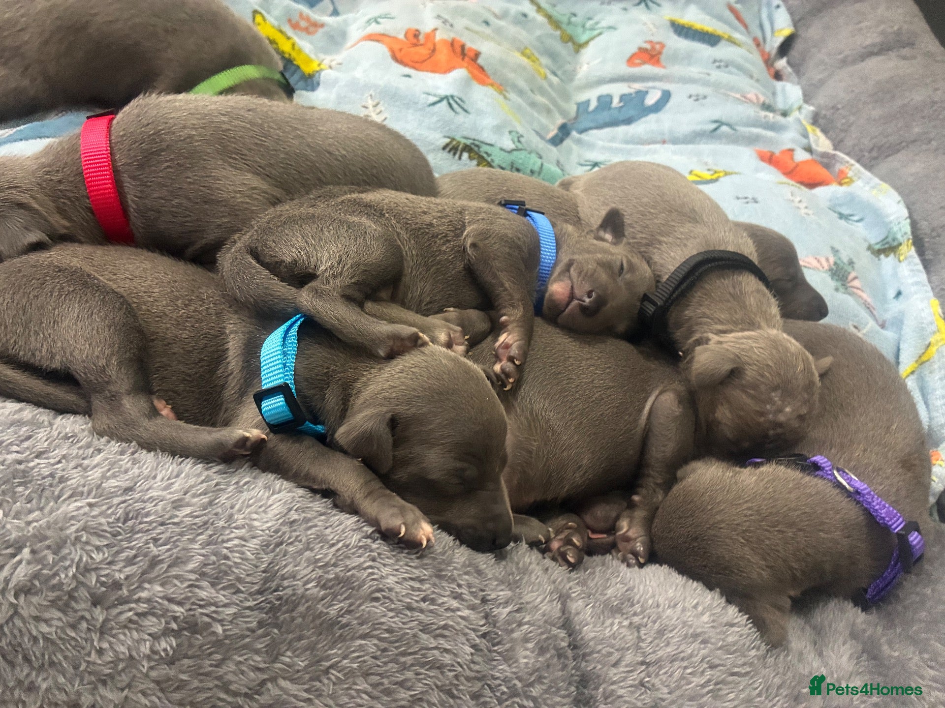 Whippet dogs Blue whippet puppies 💙 - Advert 12