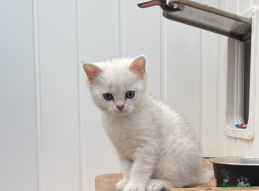 British Shorthair cats for sale: BSH Black Tipped GCCF Reg Kittens - Image 12