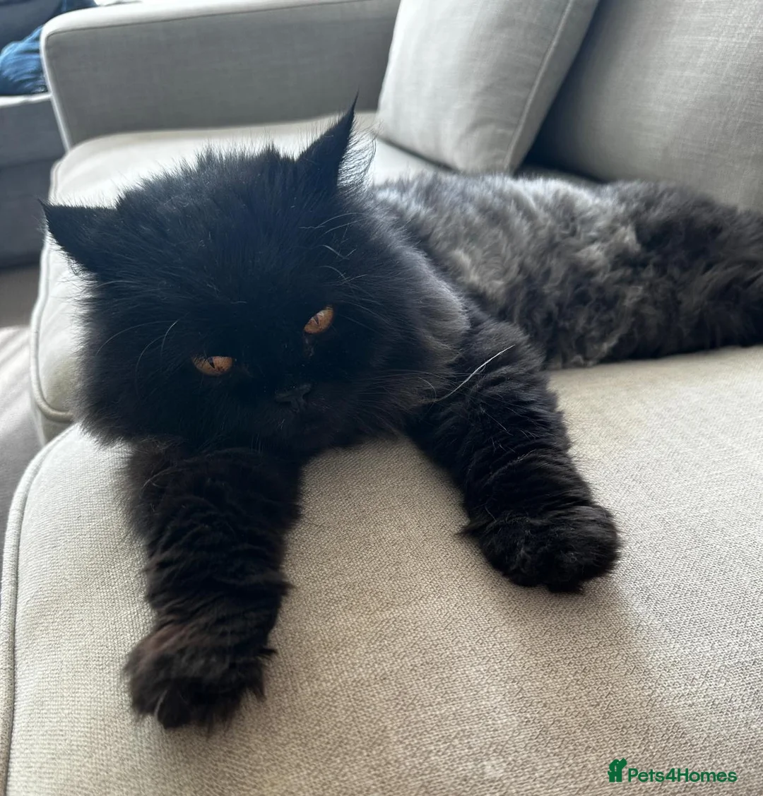 Domestic Shorthair cats for adoption: Coco bean - Advert 6