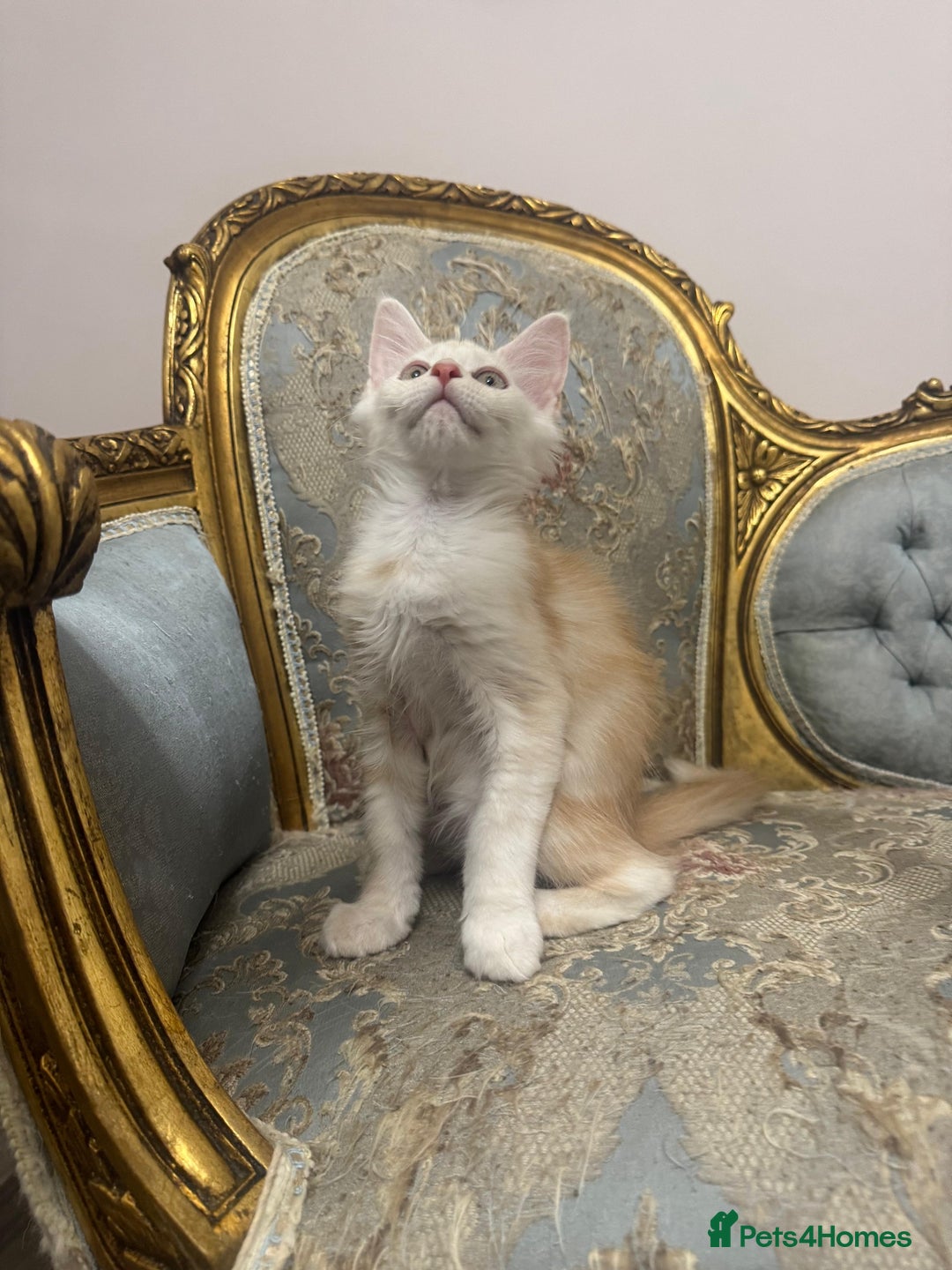 Maine Coon cats for sale: Maine Coon Kittens 🏆 20+ gen 🧬 pedigree 🎄🎄🎄 - Advert 7