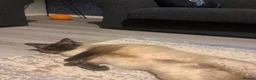 Ragdoll cats for sale: Ragdoll female chocolate kitten - Advert 2