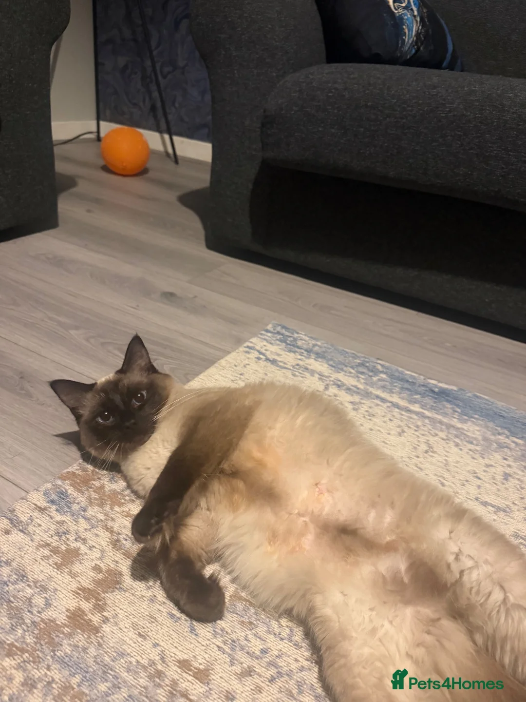 Ragdoll cats for sale: Ragdoll female chocolate kitten - Advert 2