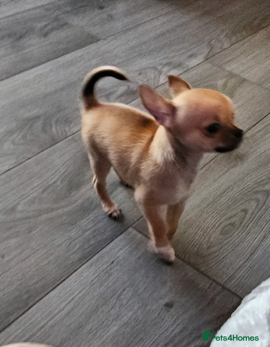 Chihuahua dogs for sale: Chiuahuah pups......lilac merle, fawn, white brown - Advert 12