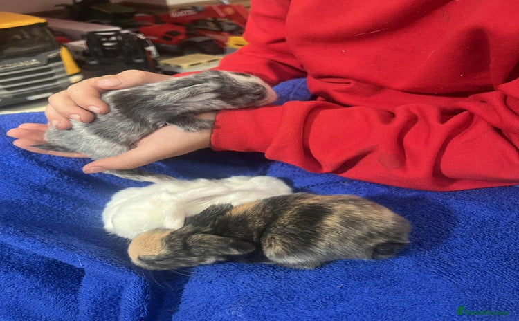 Mini Lop rabbits - Advert 3