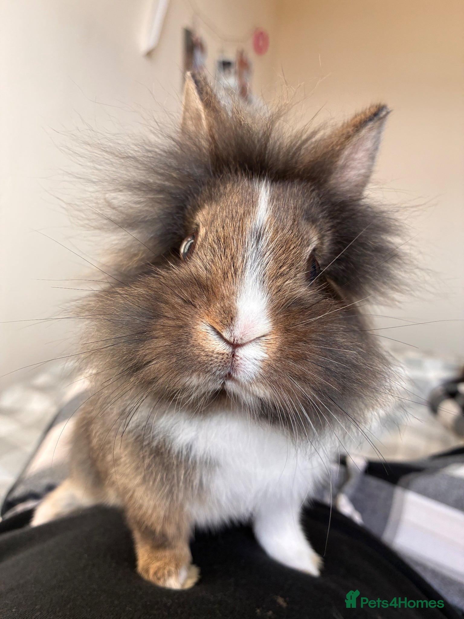 Lionhead rabbits Male lion head for sale! - Advert 11