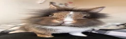 Lionhead rabbits for sale: Male lion head for sale! - Advert 1