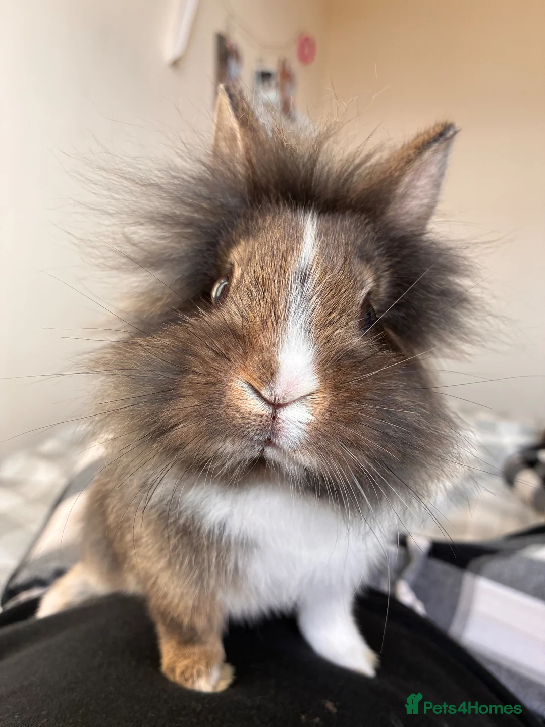 Lionhead rabbits for sale: Male lion head for sale! - Advert 1