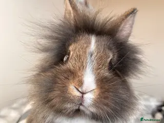 Lionhead rabbits Male lion head for sale! - Advert 11