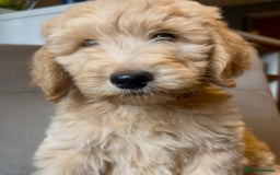 Goldendoodle dogs for sale: F1b Goldendoodle **last pup available ** - Image 3