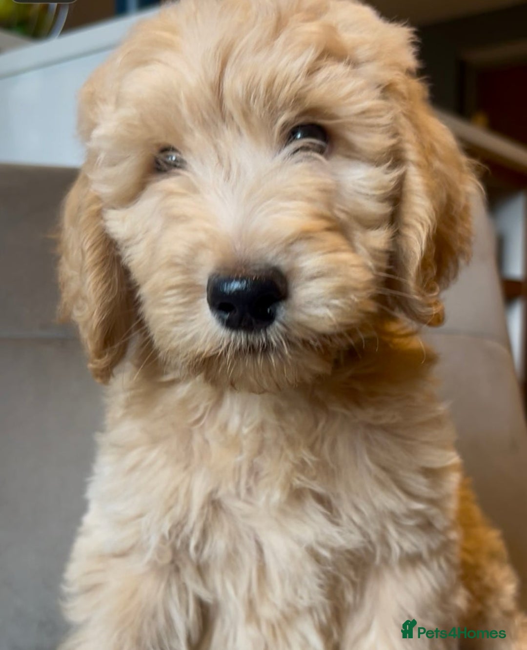 Goldendoodle dogs for sale: F1b Goldendoodle **last pup available ** - Image 3