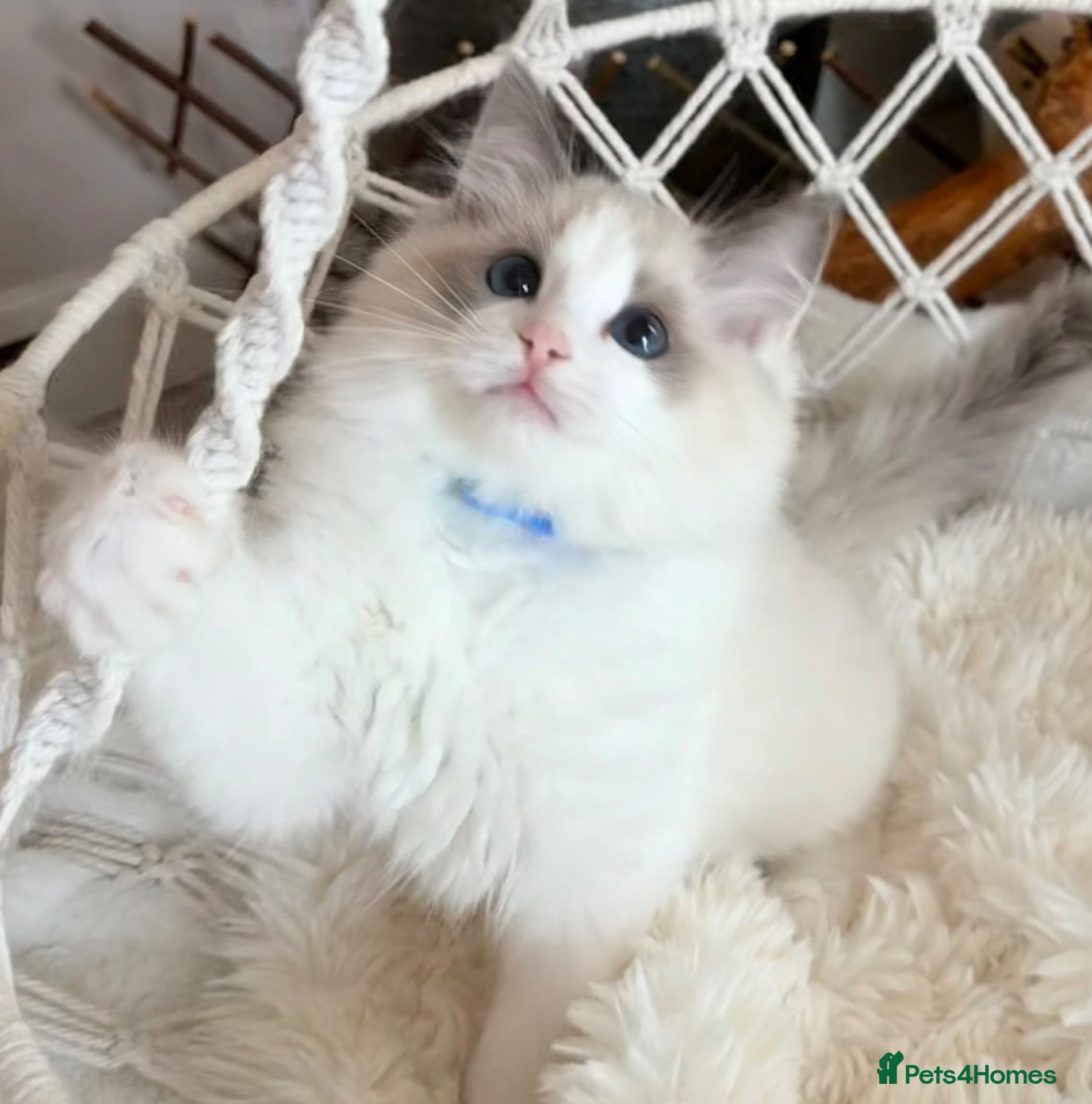 Ragdoll cats Show quality Ragdoll kittens from champion lines - Advert 2