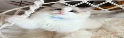 Ragdoll cats for sale: Show quality Ragdoll kittens from champion lines - Advert 3