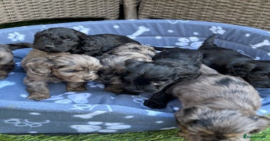 Cockapoo dogs - Advert 5