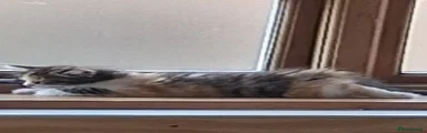 Domestic Shorthair 1