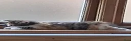 Domestic Shorthair cats for sale: Kitten ready to leave with toys - Advert 3