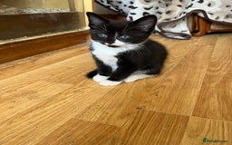 Mixed Breed cats for sale: Kittens - Image 12