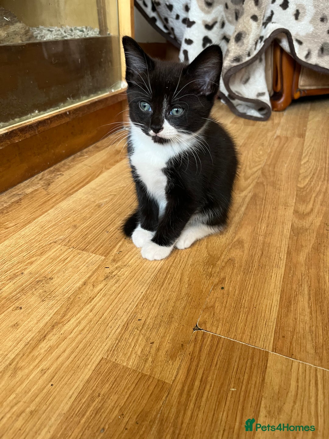 Mixed Breed cats for sale: Kittens - Image 12