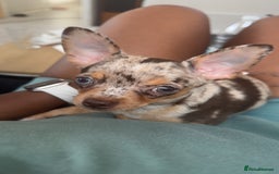 Chihuahua dogs for sale: Meet Reggie  - Image 2