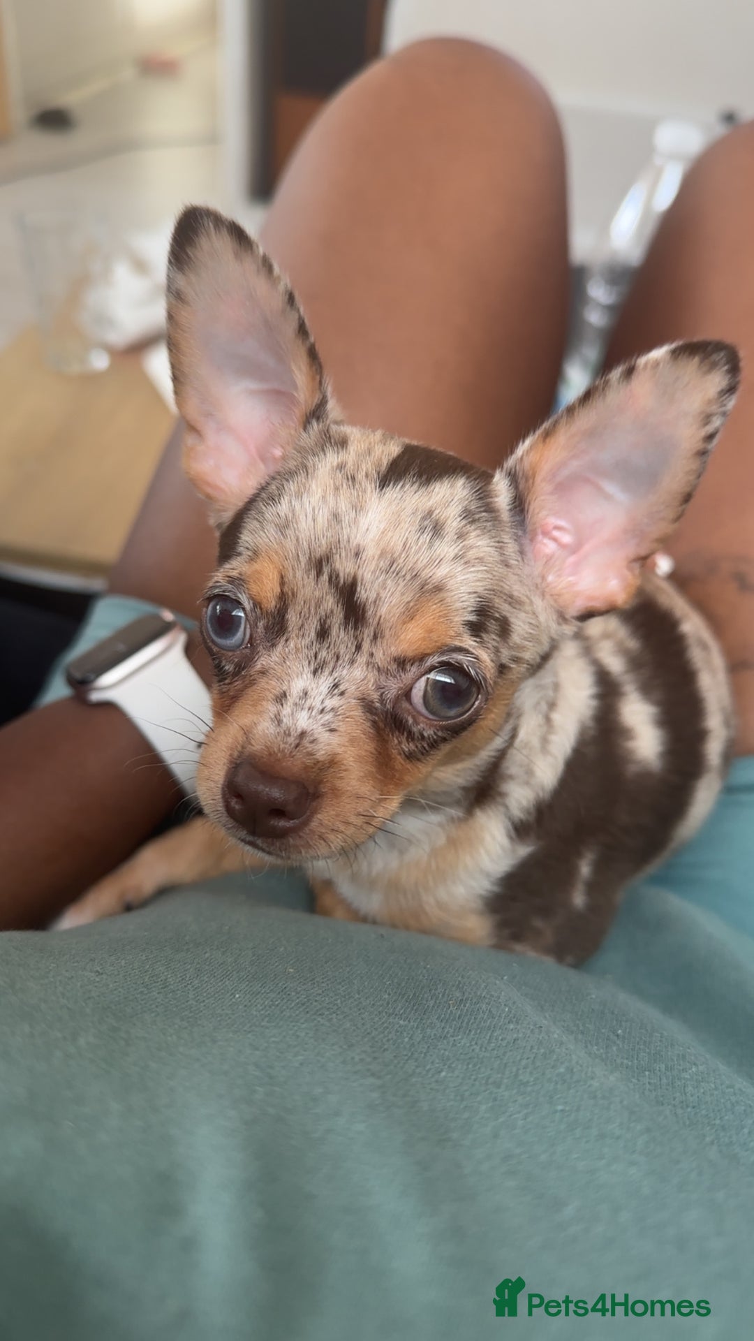 Chihuahua dogs for sale: Meet Reggie  - Image 2