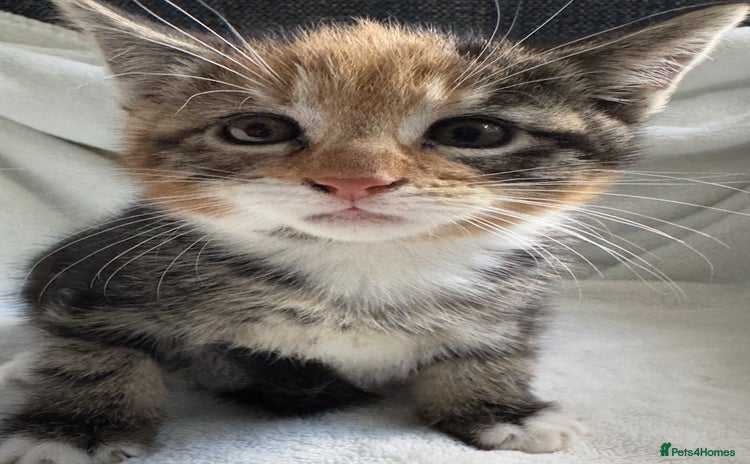 British Longhair cats - Advert 10