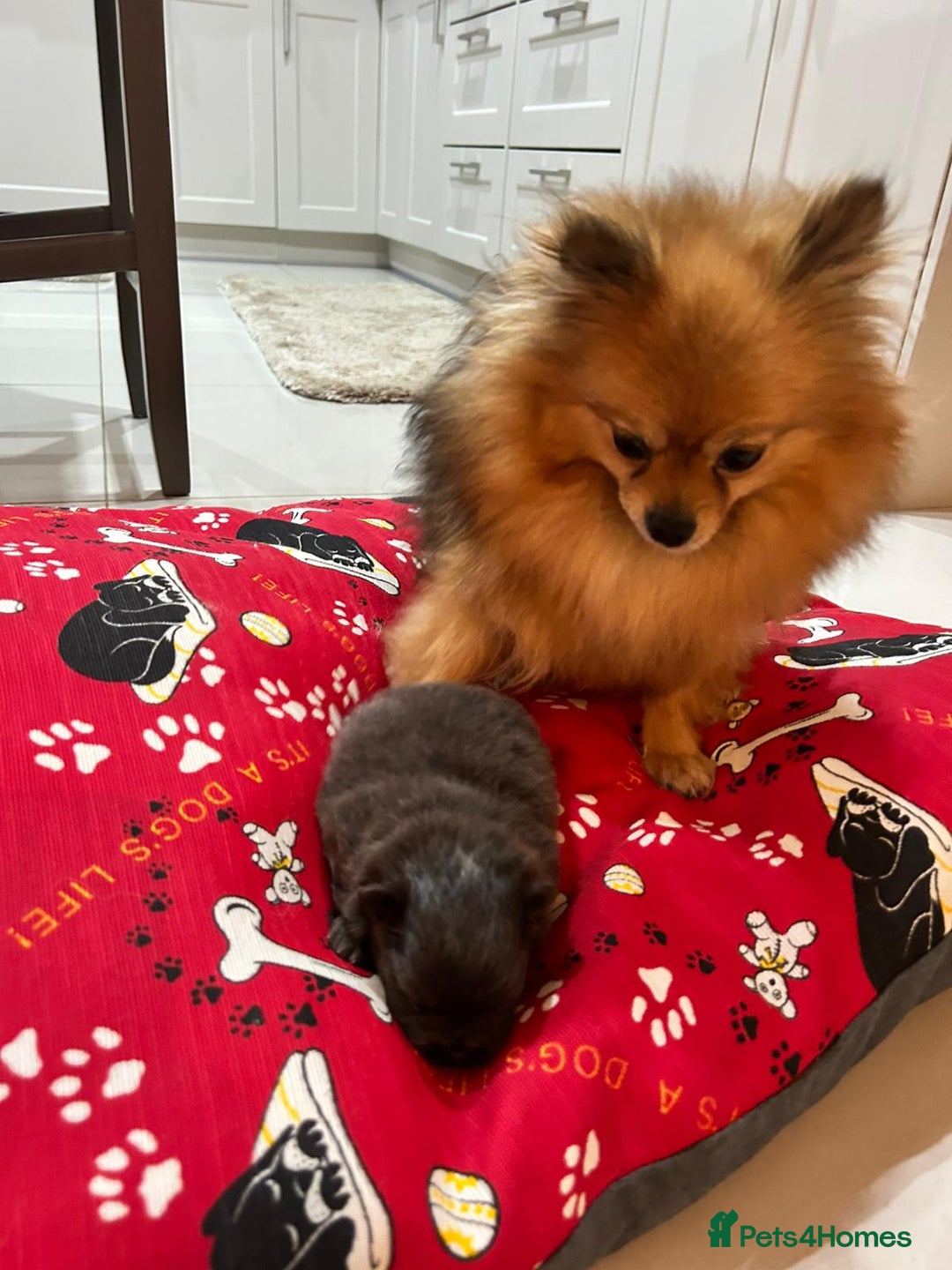 Pomeranian dogs for sale: Blue girl pomeranian - Advert 1