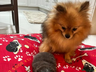 Pomeranian dogs Blue girl pomeranian - Advert 9