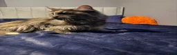 Maine Coon cats for sale: Gabii looking for her forever 5 star home - Advert 3
