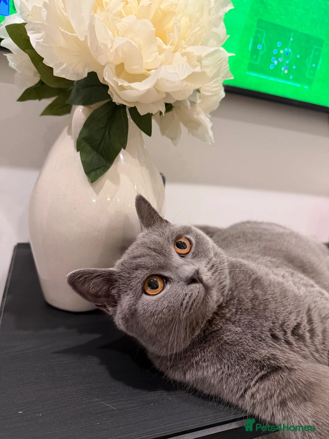 British Shorthair cats for sale: Miss dilan karakas in Brentwood - Advert 2