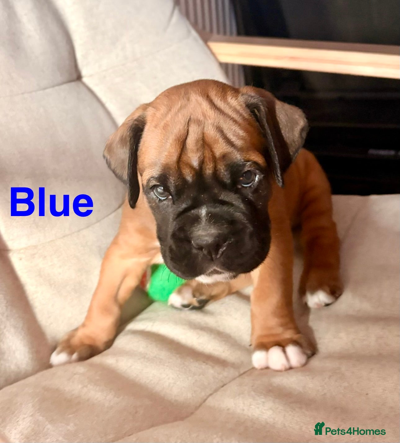 Boxer dogs Beautiful Red Boxer Puppies - Royal Kennel Club - Advert 1