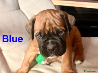 Boxer dogs Beautiful Red Boxer Puppies - Royal Kennel Club - Advert 3