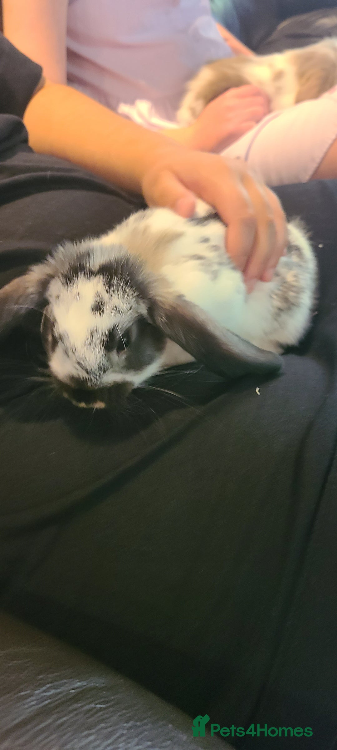 Mixed Breed rabbits for sale: Friendly bunnies ready to go - Image 4