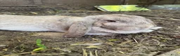 French Lop rabbits for sale: Quality Showline French Lop Bunnies - Advert 14