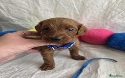 Goldendoodle dogs for sale: 👑Superb Rare Toy/Mini Deepest Red Goldendoodles👑 - Image 21