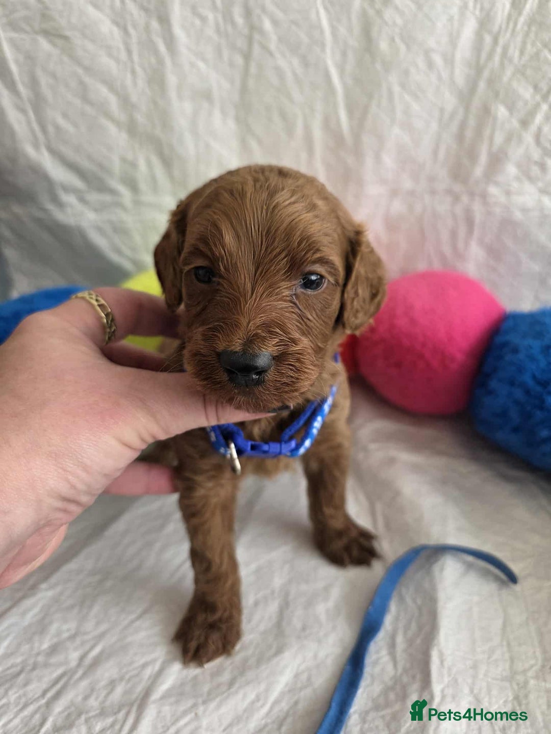 Goldendoodle dogs for sale: 👑Superb Rare Toy/Mini Deepest Red Goldendoodles👑 - Image 21