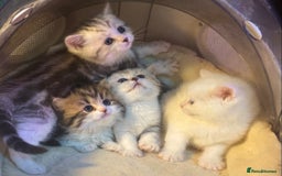 Munchkin cats for sale: Full Pedigree Munchkin Kittens  - Image 17