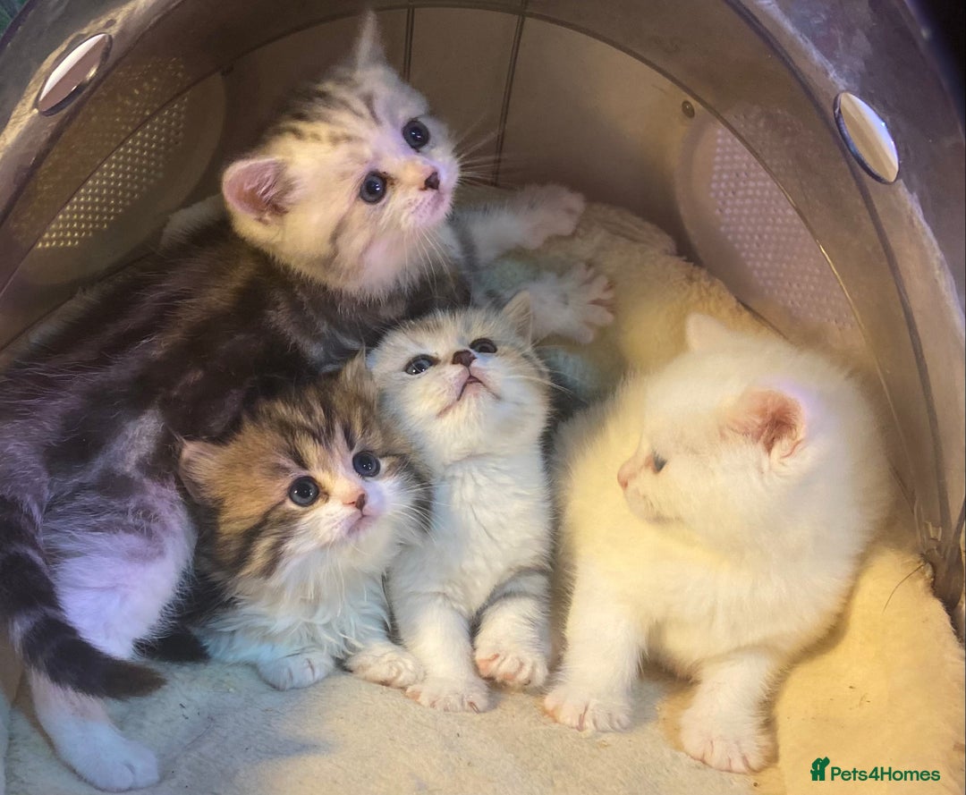 Munchkin cats for sale: Full Pedigree Munchkin Kittens  - Image 17