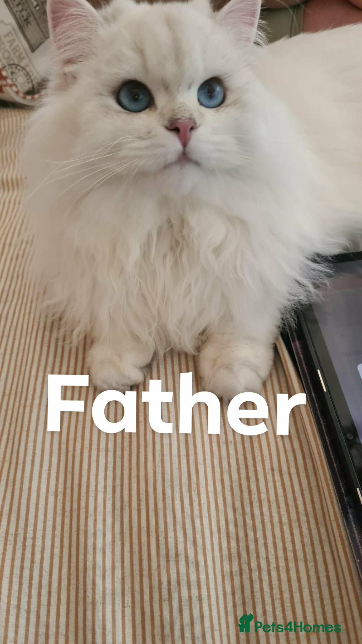 British Longhair cats British Longhair Kittens – Champion Lines - Advert 2
