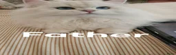 British Longhair cats for sale: British Longhair Kittens – Champion Lines - Advert 3