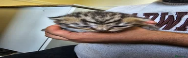 British Shorthair Kitten 2